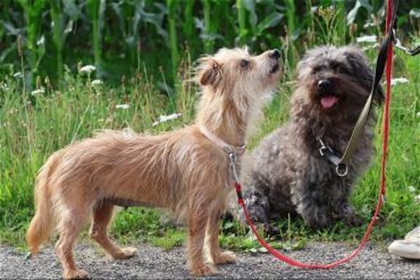 ***LILLY und ROXY!***