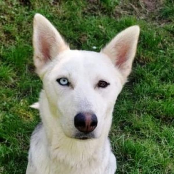 Hundedame FREYA wurde ausgesetzt