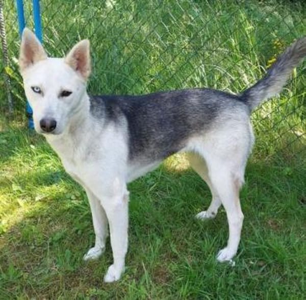 Hundedame FREYA wurde ausgesetzt