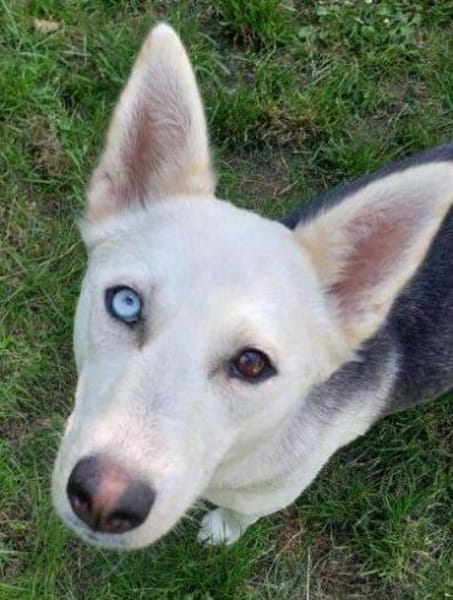Hundedame FREYA wurde ausgesetzt