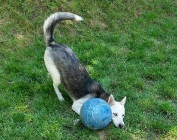 Hundedame FREYA wurde ausgesetzt
