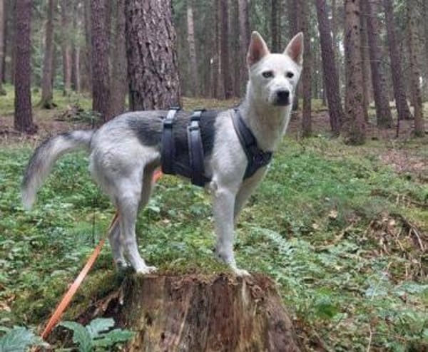 Hundedame FREYA wurde ausgesetzt