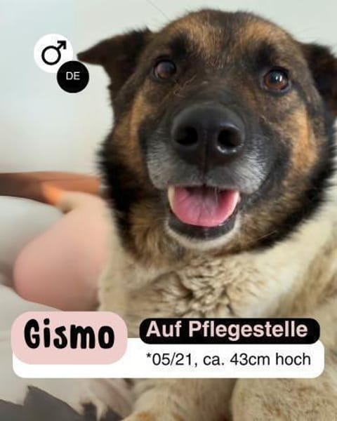 Liebevoller GISMO