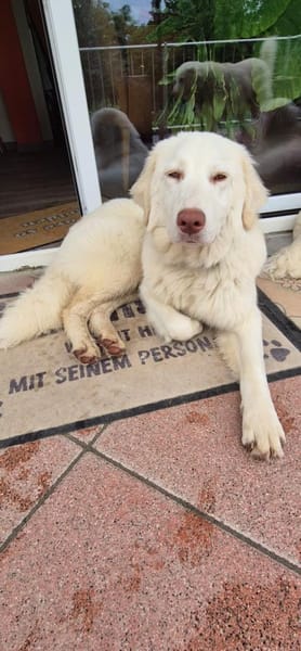💜Romy - wunderschöne Hündin