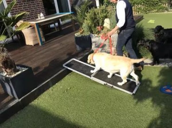 Isaa sucht ihr Zuhause fürs Leben