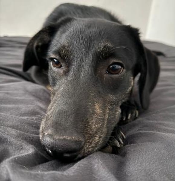 Wunderschöne💕Miley💕sucht ein Zuhause