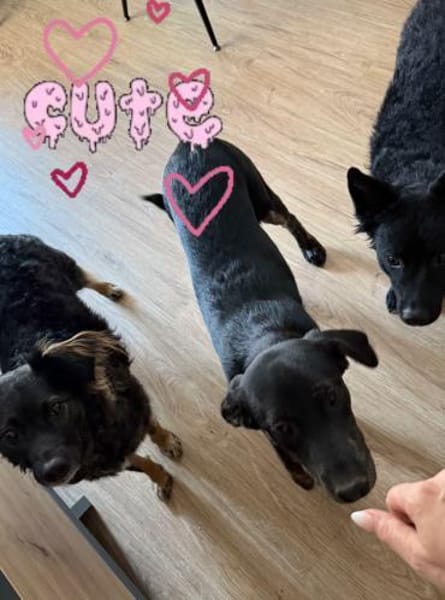 Wunderschöne💕Miley💕sucht ein Zuhause