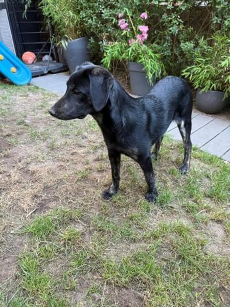 Wunderschöne💕Miley💕sucht ein Zuhause