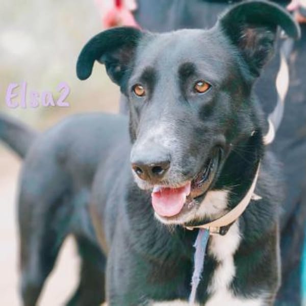 Elsa2 wundervoller Traumhund 11 / 2021DE