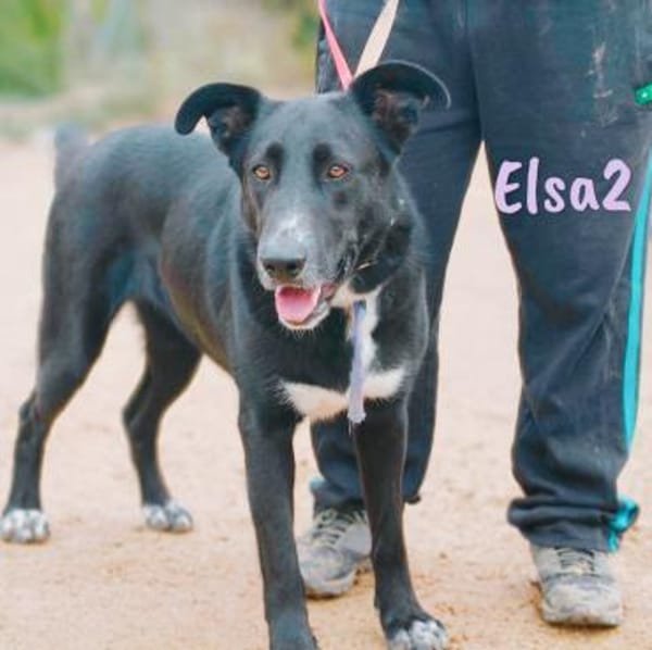 Elsa2 wundervoller Traumhund 11 / 2021DE