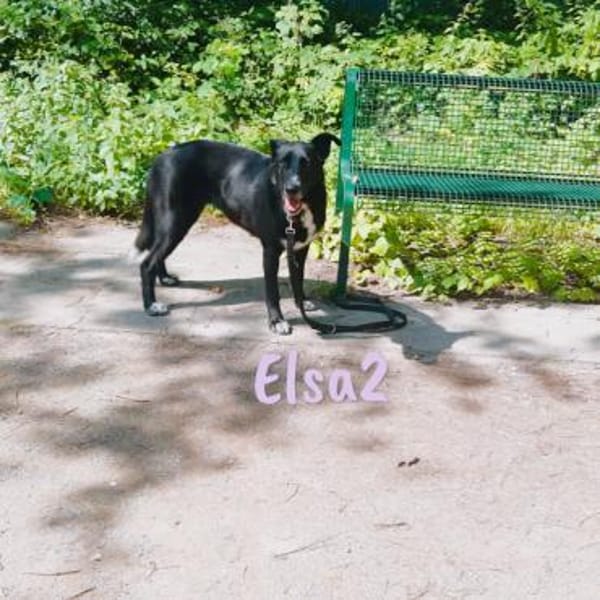 Elsa2 wundervoller Traumhund 11 / 2021DE
