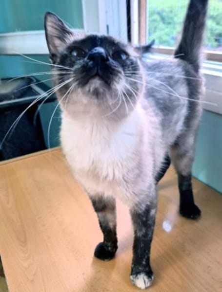 Zutrauliche Katze Megan