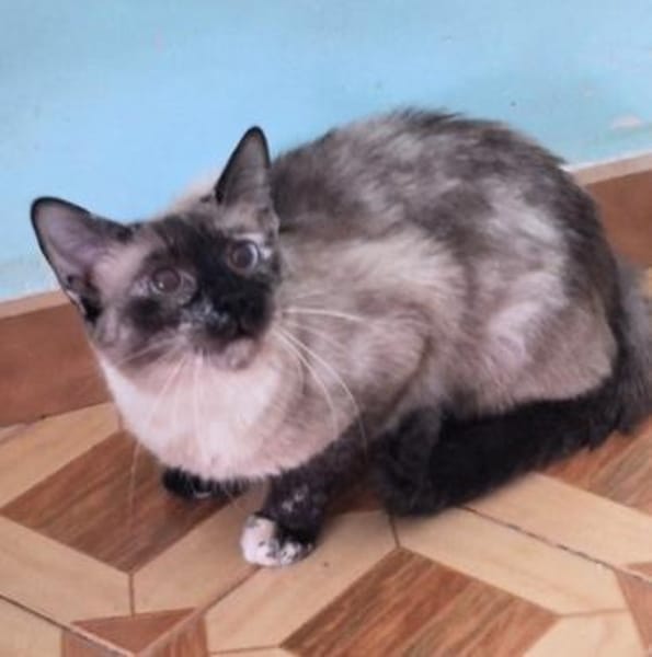 Zutrauliche Katze Megan