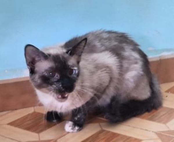 Zutrauliche Katze Megan