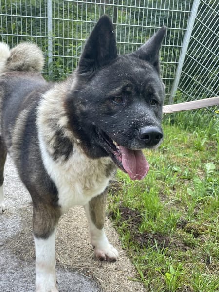 American Akita Amy