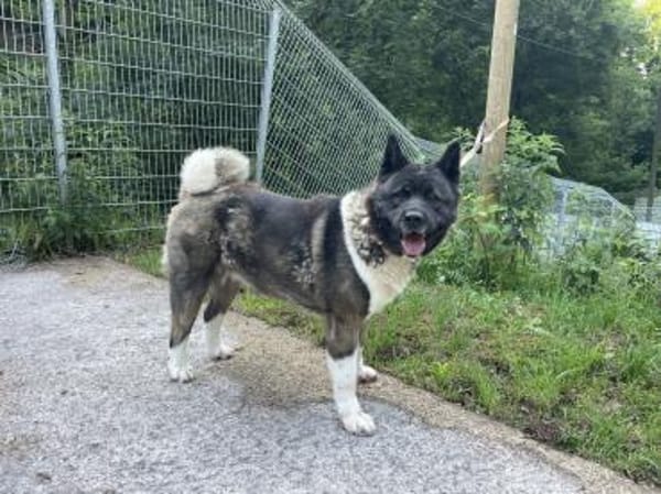 American Akita Amy