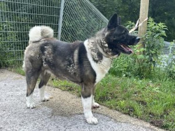 American Akita Amy