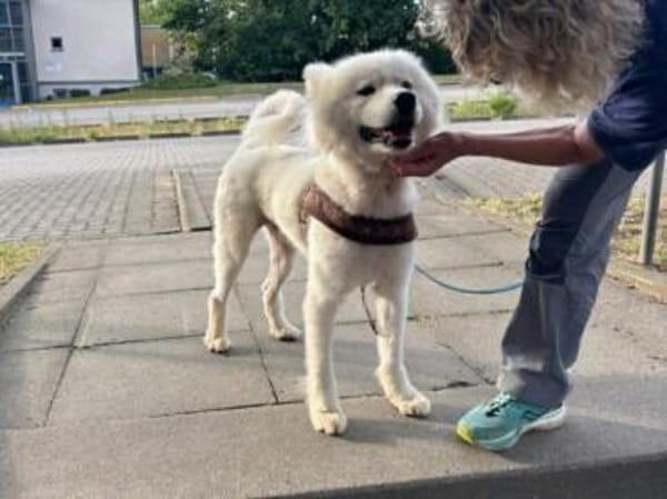 Samojedenrüde Melvin