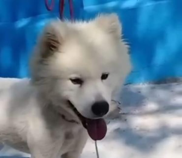 Samojedenrüde Melvin