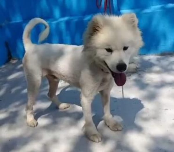 Samojedenrüde Melvin