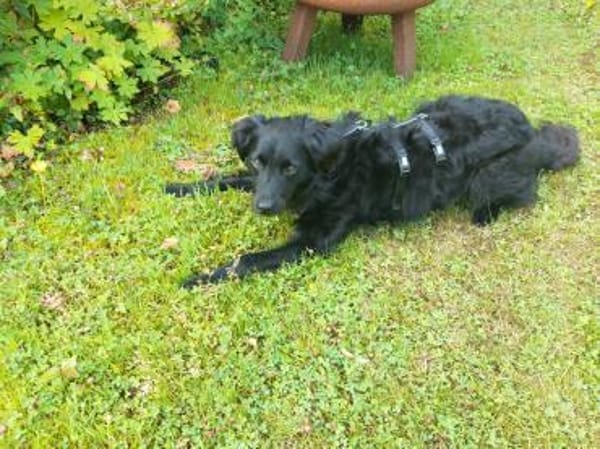 Die süße Amber ❤sucht ihre Familie