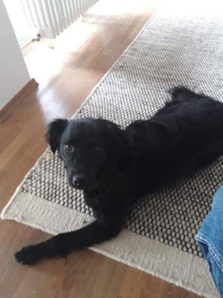 Die süße Amber ❤sucht ihre Familie