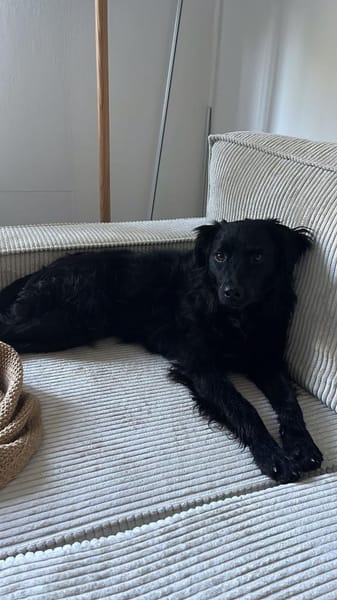 Die süße Amber ❤sucht ihre Familie