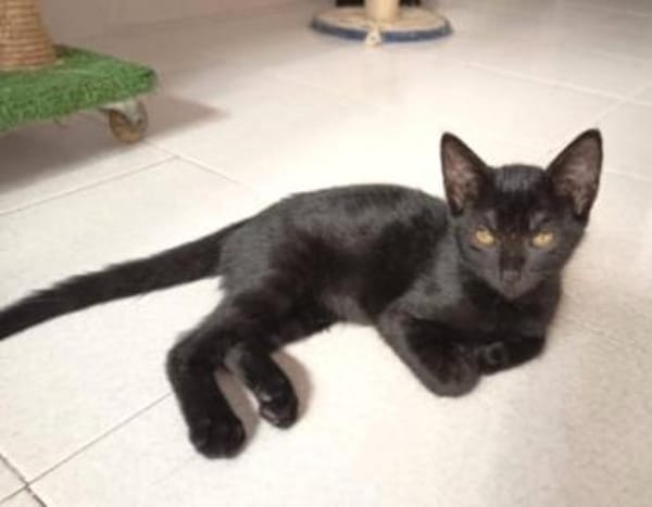 Liebevolles Katzenmädchen Lola
