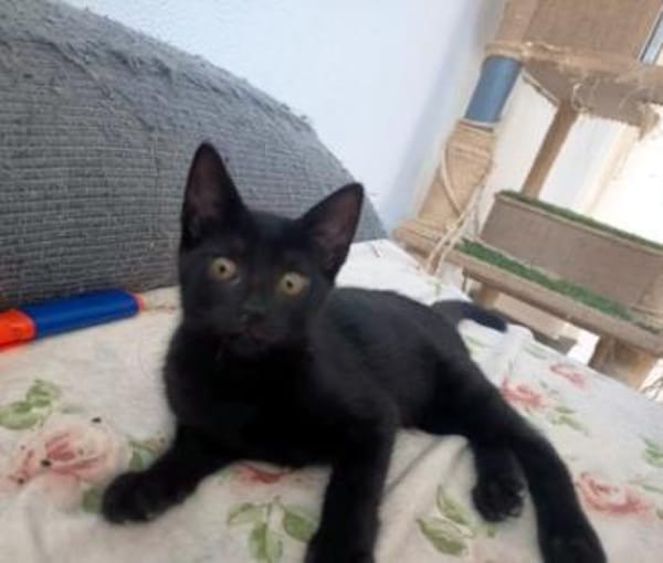 Liebevolles Katzenmädchen Lola