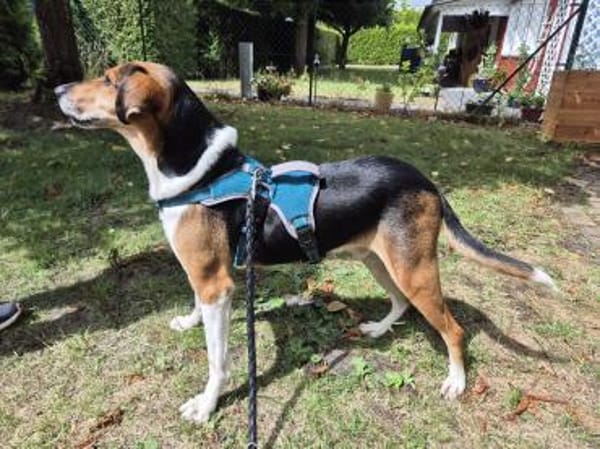 Toby - unkomplizierter Rüde