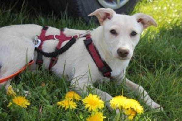 Sabrina auf Pflegestelle in Bayern