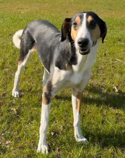 Bobi 💗 wartet in 99718 Greussen