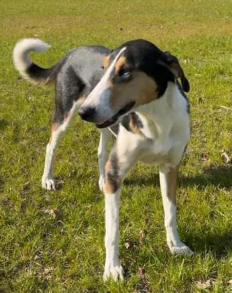 Bobi 💗 wartet in 99718 Greussen