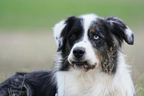 Balou su. erfahrene Besitzer