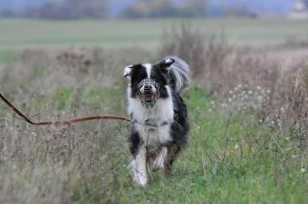 Balou su. erfahrene Besitzer