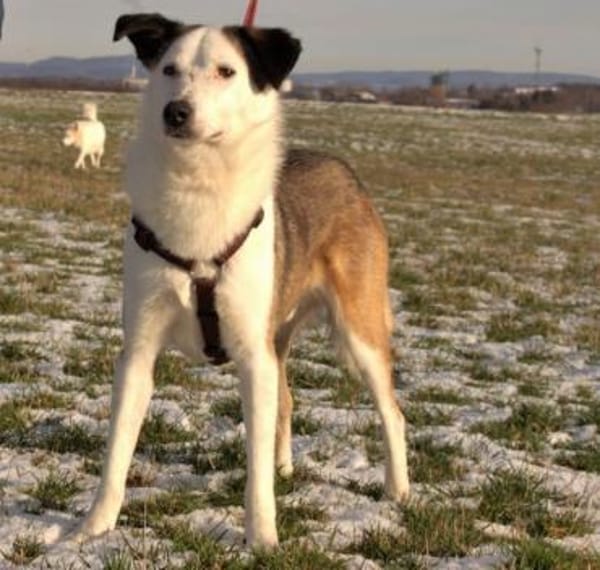 lieber, kastrierter Filipe, 54 cm sucht