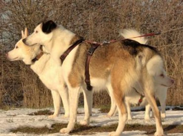 lieber, kastrierter Filipe, 54 cm sucht
