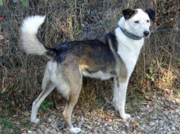 lieber, kastrierter Filipe, 54 cm sucht