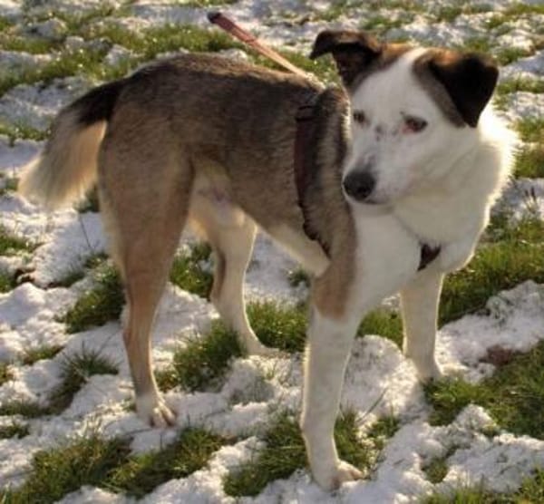 lieber, kastrierter Filipe, 54 cm sucht