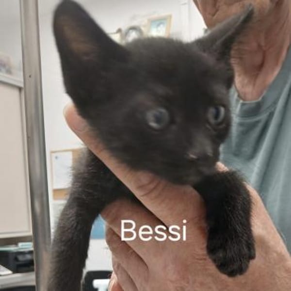 Bessie, Schmusekatze sucht Familie