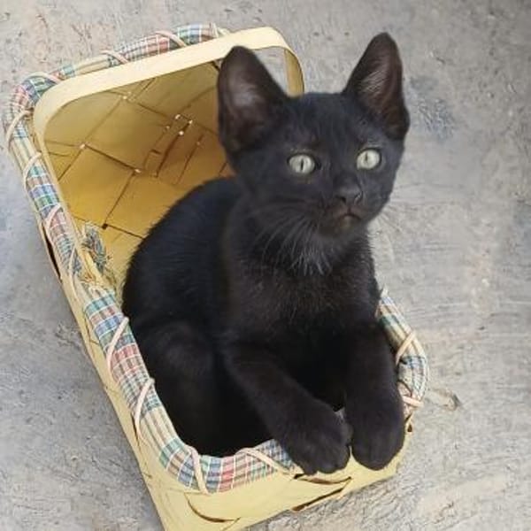 Bessie, Schmusekatze sucht Familie