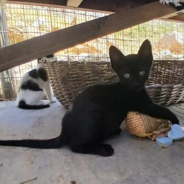 Bessie, Schmusekatze sucht Familie