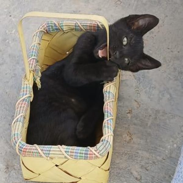 Bessie, Schmusekatze sucht Familie