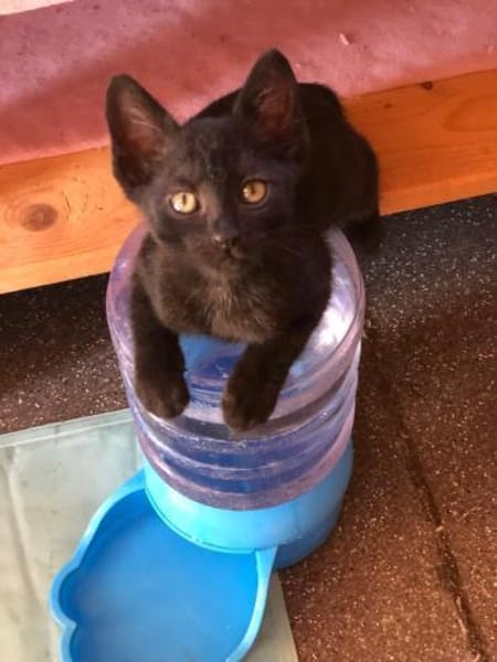 Bessie, Schmusekatze sucht Familie