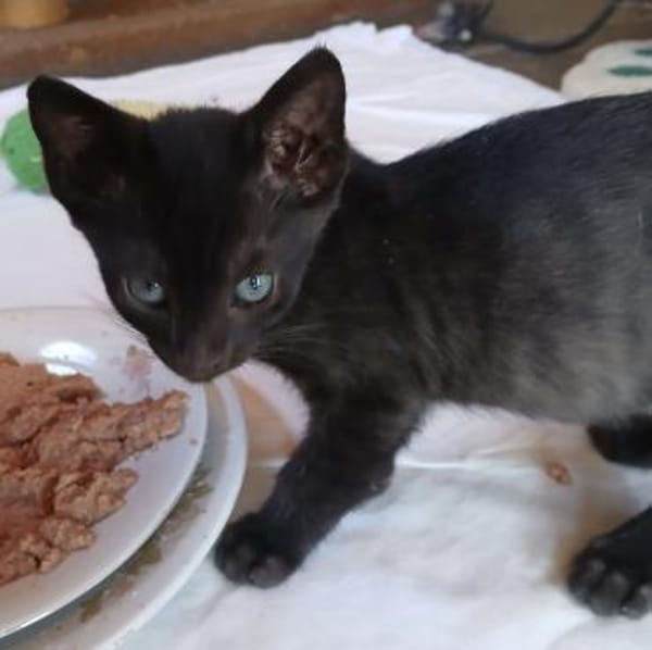 Lebensfrohes Katzenmädchen sucht Zuhause