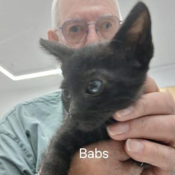 Lebensfrohes Katzenmädchen sucht Zuhause