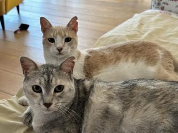 Bechamel & Pastaflora Aus dem Tierschutz