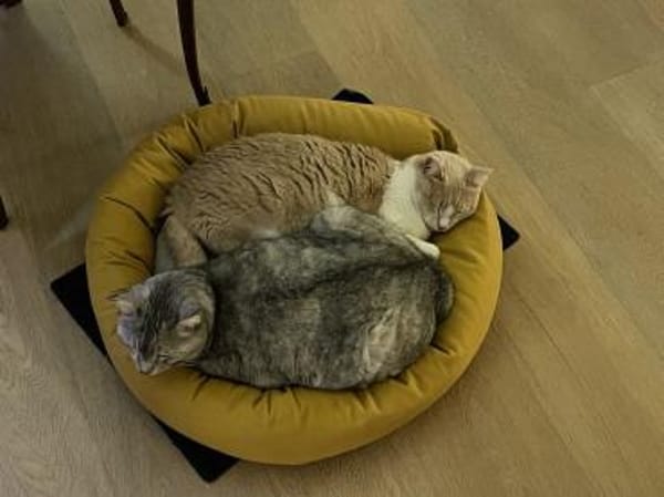 Bechamel & Pastaflora Aus dem Tierschutz
