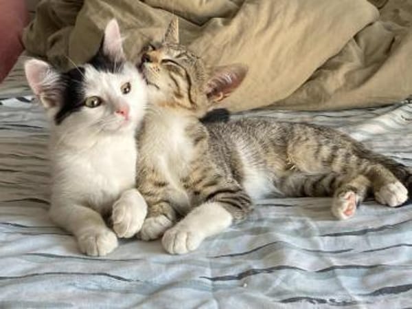 Teddy und Mousy aus dem Tierschutz