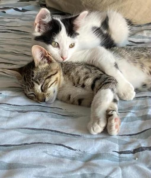 Teddy und Mousy aus dem Tierschutz